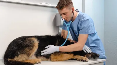 Ветеринар: суть профессии ветеринарного врача, описание, что делает и где  работает