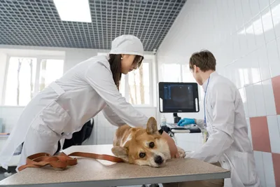 Ветеринар СПб - вызов на дом срочно круглосуточно недорого цена на услуги  24 часа Ветеринарная клиника бесплатно 24 часа.