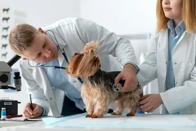 Как совершить поход к ветеринару: рекомендации от клиники Аист-вет, г.  Одинцово