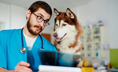 Профессия ветеринар: что нужно знать о профессии, где выучиться?