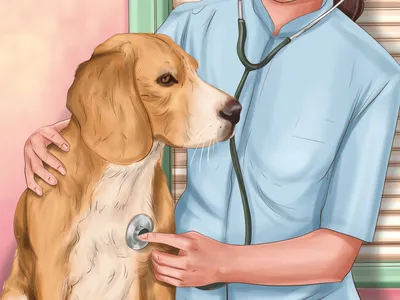 Вызов ветеринара ферретолога на дом в Санкт-Петербурге и ЛО | Ветеринар  ферретолог для куницеообразных