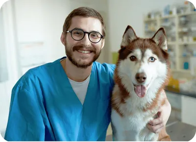 Ветеринар и его пациент стоковое изображение. изображение насчитывающей  человек - 90729197