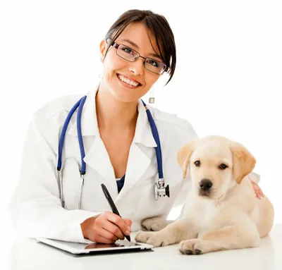 Ветеринар СПб - вызов на дом срочно круглосуточно недорого цена на услуги  24 часа Ветеринарная клиника бесплатно 24 часа.