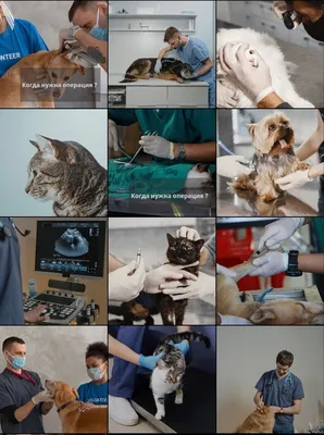 Ветеринар с стетоскопом проверяя вверх по собаке Стоковое Изображение -  изображение насчитывающей рассмотрение, профессия: 103270347