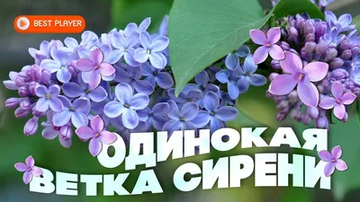 ветка сирени с лиловыми цветами, некоторые из которых в почках Стоковое  Изображение - изображение насчитывающей средства, цветок: 224302399