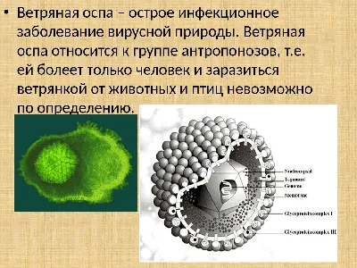 Ветряная оспа