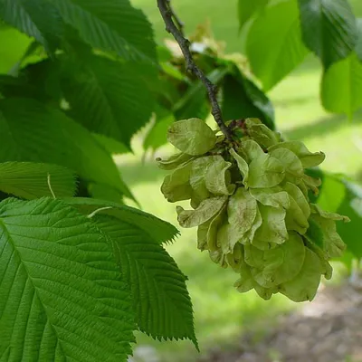 Вяз, Glabra Ulmus, европейский белый вяз, порхая вяз, распространяя вяз,  представительный вяз, русский вяз Иллюстрация штока - иллюстрации  насчитывающей ренджер, природа: 144102604