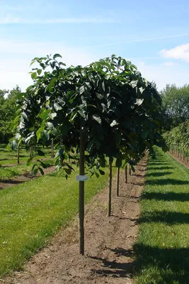 Как отличить вяз гладкий (Ulmus laevis) от вяза шершавого (Ulmus glabra) |  Дендрогулка | Дзен