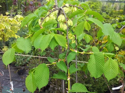 Вяз крылатый (Ulmus alata) - PictureThis