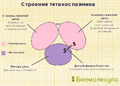 Пентаксим – французская вакцина против дифтерии, столбняка, гемофильной  инфекции, полиомиелита и коклюша