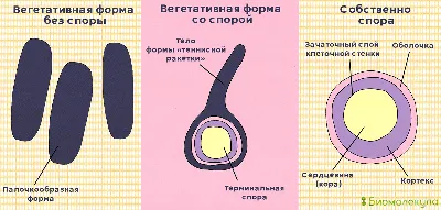 Столбнячная палочка: токсична и смертельно опасна