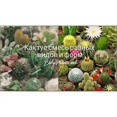 8 растений, запрещенных к посадке на огороде, если ты живешь в России! |  УХ-ТЫ, РАССКАЖИ! | Дзен