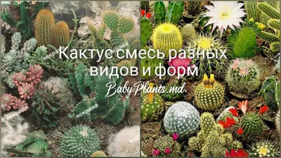 BB.lv: Долго ли кактусы могут жить без воды?