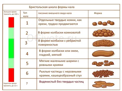 Кал: описание стула, формы кала по Бристольской шкале | Белковая пища,  Питание, Инфографика