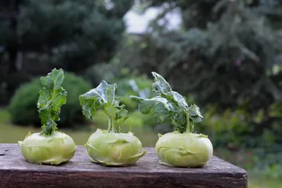 Здоровье и питание - КАКАЯ КАПУСТА САМАЯ ПОЛЕЗНАЯ 🌱 Диетическая польза  капусты объясняется тем, что все виды капусты – #низкокалорийные.  🔸Например,100 г белокочанной капусты содержит всего 27 ккал, брокколи – 28  ккал,