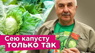 Кудрявая капуста кале