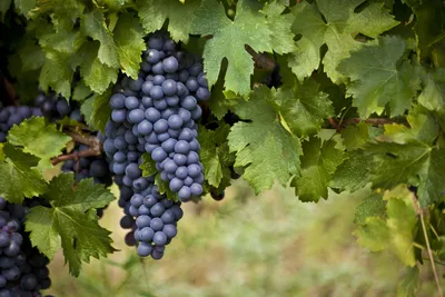 Как вырастить виноград в Новосибирской области, что такое милдью и оидиум,  как правильно садить виноград, какой сорт выбрать сентябрь 2021 г. - 12  сентября 2021 - НГС