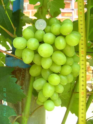 Купить Виноград зеленый, 1000 гр: в Алмате, Астане • Цена на Офис Эксперт -  oe.kz