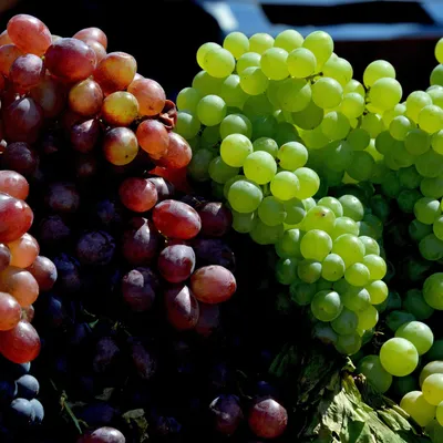 Виноград Оленьевский купить саженцы неукрывного винограда с доставкой |  Питомник Васхнил
