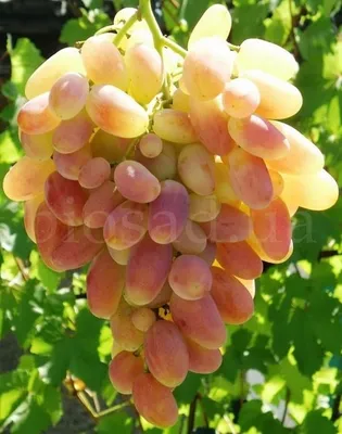 Купить виноград - sado4ek.com