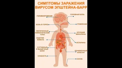 Анализ для определения вируса Эпштейна-Барр (Мононуклеоз) - «И мы подцепили  эту дрянь 😭 Фото сыпи при мононуклеозе, фото лимфоузлов и врачебные ошибки  🔺» | отзывы