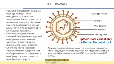 Вирус Эпштейна-Барр EBV, Вирус Герпеса, Который Вызывает Инфекционный  Мононуклеоз И Лимфому Беркитта, Изолированных На Белом Фоне. 3D Иллюстрации  Фотография, картинки, изображения и сток-фотография без роялти. Image  66211929