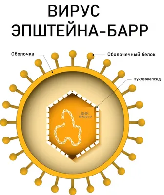 Вирус Эпштейна–Барр - причины появления, симптомы заболевания, диагностика  и способы лечения