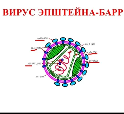 Найдена причина рассеянного склероза – это вирус Эпштейна – Барр -  Милосердие.ru