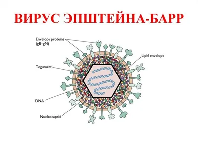 Сделать Авидность IgG к вирусу Эпштейна-Барр (Epstein-Barr virus) в Калуге