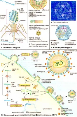 Вирус фото