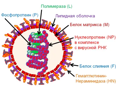 Неизвестный вирус нашли на глубине в Марианской впадине