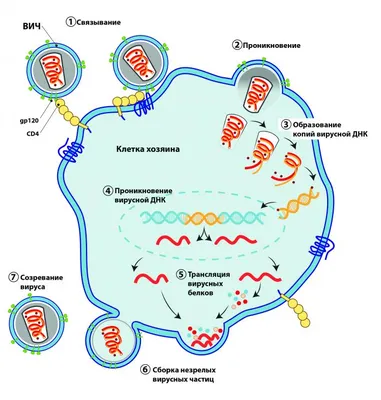 Выпадение волос после коронавируса - Dr. Levent Acar