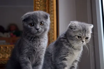 Cat British Scottish Fold Golden Шотландский вислоухий котёнок | Милые  котики, Котята, Смешные котята