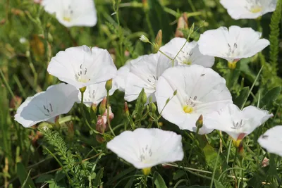 Вьюнок полевой (Convolvulus arvensis) | BOTSAD.BY