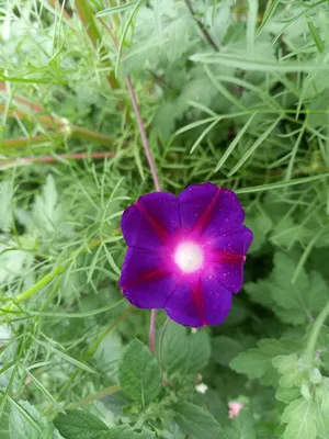 Вьюнок полевой (Convolvulus arvensis) - PictureThis