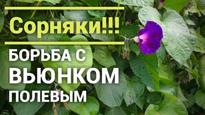 Вьюнок Мозаика белый семена 15 ШТ | AliExpress