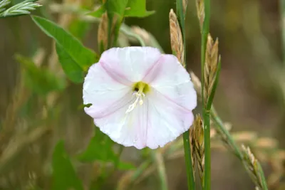 Вьюнок полевой, березка. - Convolvulus arvensis L.