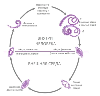 Ученые нашли предмет, который использовали в Древнем Риме, когда рядом не  было туалета