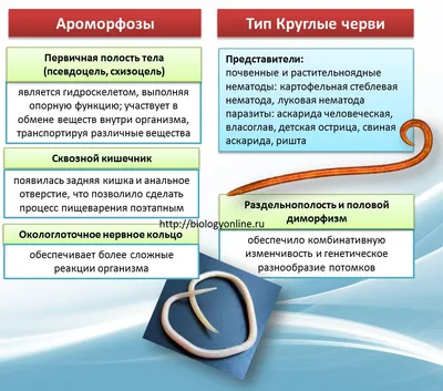 Яйцо Власоглав В Стуле Фотография, картинки, изображения и сток-фотография  без роялти. Image 54719894