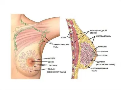 Первые возможные признаки рака молочной железы, на которые нужно обратить  внимание | Воспитай-ка! | Дзен
