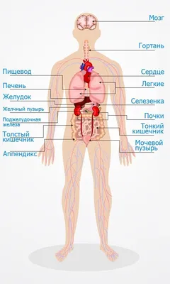 Внутренние органы человека фото