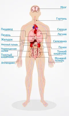Внутренние органы человека картинка