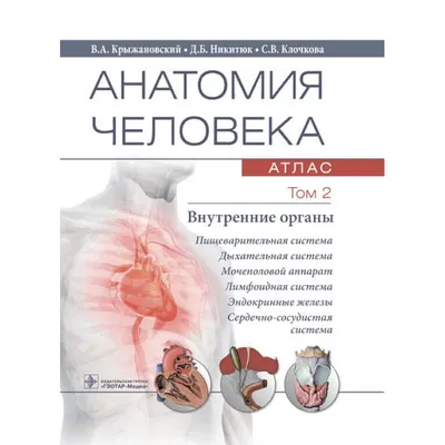 Человеческие органы анатомии внутренние Системы тела и органов человека  медицинские системы R Иллюстрация штока - иллюстрации насчитывающей больш,  пищеварительно: 149979050