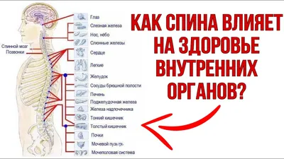 19 частей, Анатомия человека, структура тела, сердце, внутренние органы,  модель головного мозга, медицинские Обучающие органы, туловище 28 см |  AliExpress