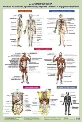 Как расположены внутренние органы человека, фото? | Биологически активные  точки, Рефлексология, Иглоукалывание