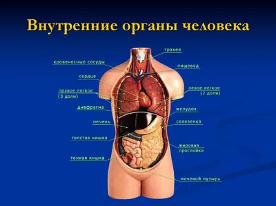 Анатомия человека. Костная, мышечная, кровеносная системы и внутренние  органы (плакат в тубусе) «Читай-город»