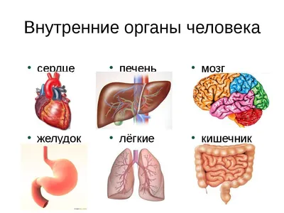 Строение организма человека — урок. Окружающий мир, 3 класс.