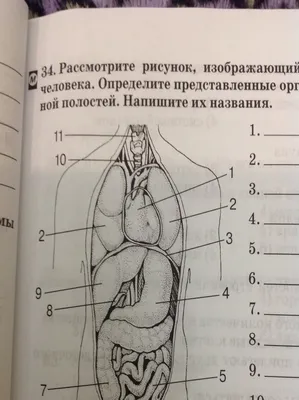 Научный набор ЭКСПЕРИМЕНТАРИУМ Внутренние органы. Игровой набор «Внутренние  органы человека» станет замечательным подарком для маленького… | Instagram