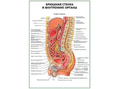 Органы человека картинки для детей - 47 фото