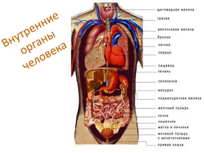 Карточки – «Внутренние и наружные органы» | mamadelkimamadelki | Поделки,  Детские поделки, Дыхательная система